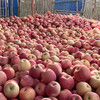 新疆阿克苏冰糖心苹果中果大果新鲜水果脆甜多汁8-9斤装 商品缩略图6