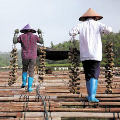 【特大生蚝肉】（1份500克8-12个）潮汕地区大蚝之乡汫洲纯生蚝肉 活蚝去壳取肉 当日现开现发 个头大、肉厚、肥嫩、鲜甜、爽口 商品图4