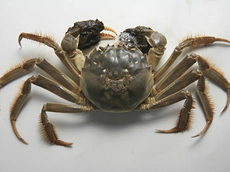 小绵的测试啦啦啦批改 商品图0