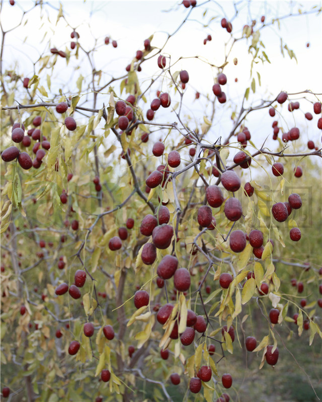 小灰枣在树上自然吊干,水分保留12%, 这时候下树的红枣颗粒更饱满