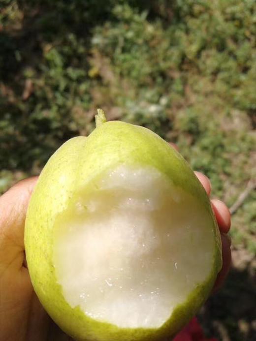 【新库尔勒香蜜梨】如清泉般甘洌，如蜂蜜般香甜，就是这个味！ 商品图2