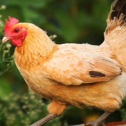 一年半 散养老母鸡2.2-3.2斤 商品图7