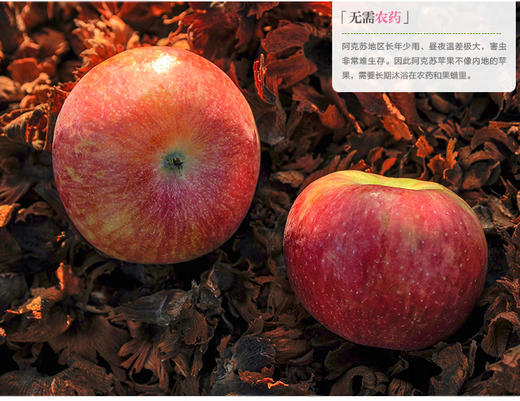 伊犁蜜脆苹果 6斤以上/箱 9个以上大果 商品图4