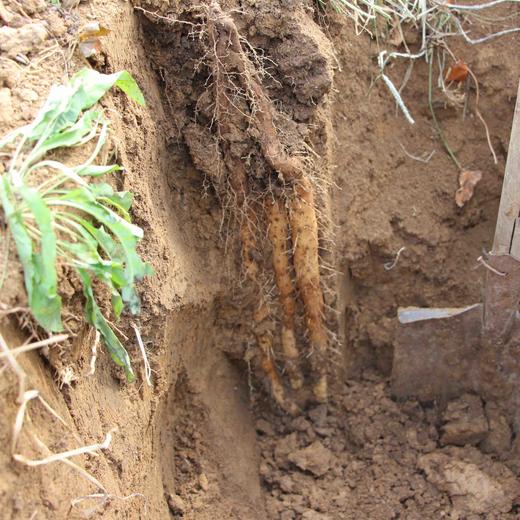 【包邮】生态铁棍山药 | 农场自产 * Iron Stick Yam 商品图2