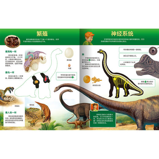 看看里面是什么：恐龙的奥秘 商品图3