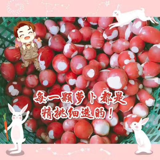 常州卜源萝卜干（微辣） 商品图5