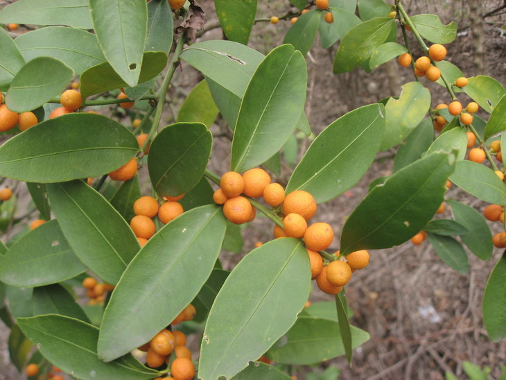 糖渍小野金桔2瓶装海亮伯