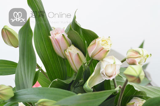 牡丹百合粉liliumorientalroselilynatalia10枝扎顺丰到付