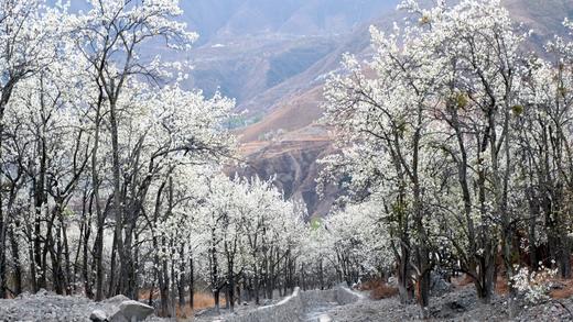 3月18日【金川B线】丹巴梨花•嘉阳小火车•牛背山云海日出9天摄影团 商品图6