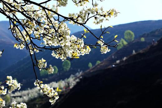 金川B线：丹巴梨花•嘉阳小火车•牛背山云海日出9天摄影团 商品图2