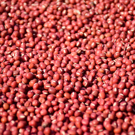 香畴红豆 自然农法种植红小豆 500g/袋 商品图6