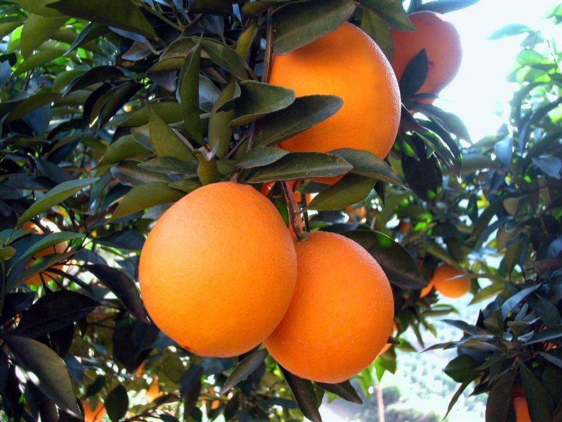 奈维林娜脐橙(美国品种)--国内农业金奖产品