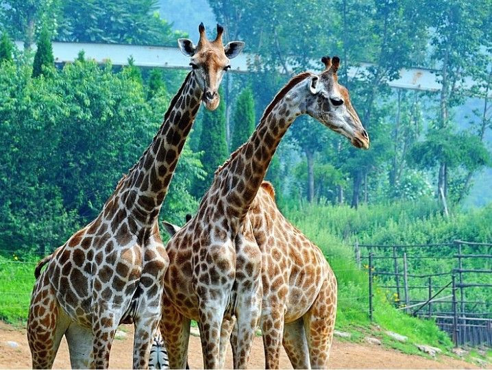 石家莊動物園成人電子票團購!(請提前一天購買)選定日期有效