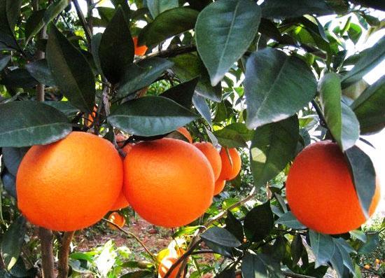 奈维林娜脐橙(美国品种)--国内农业金奖产品