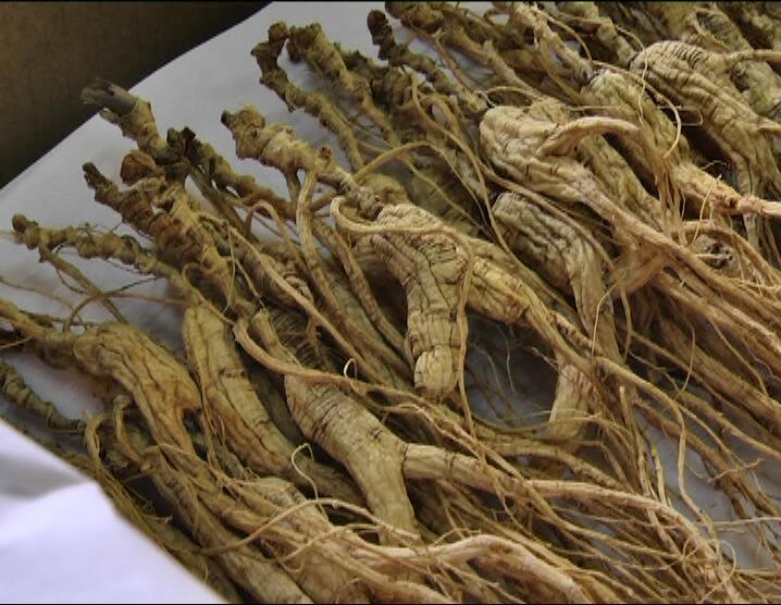 桐庐桐君堂润夏堂东北吉林长白山15年野山参一支67克左右