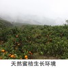 涌泉蜜桔 商品缩略图3