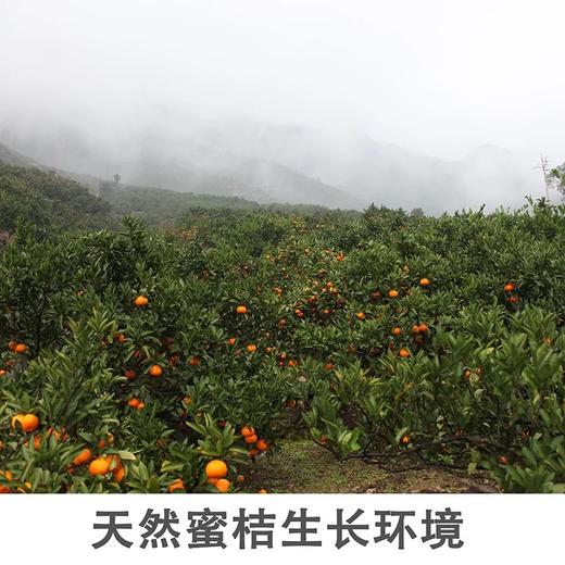 涌泉蜜桔 商品图3