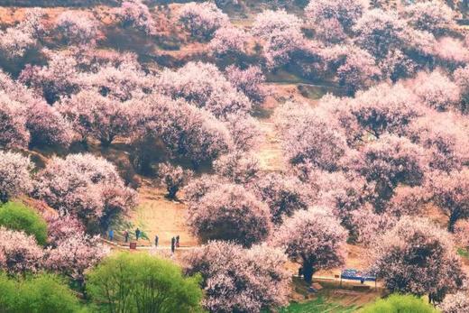 3.26出发【西藏】探寻桃花沟  索松村•波密桃花沟•拉萨摄影7-10天 商品图3