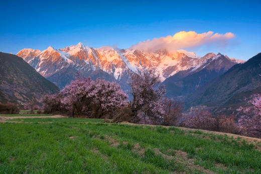 藏地春色·林芝、波密桃花8天摄影【特惠享】 商品图9