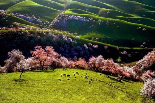 藏地春色·林芝、波密桃花8天摄影【特惠享】 商品图14