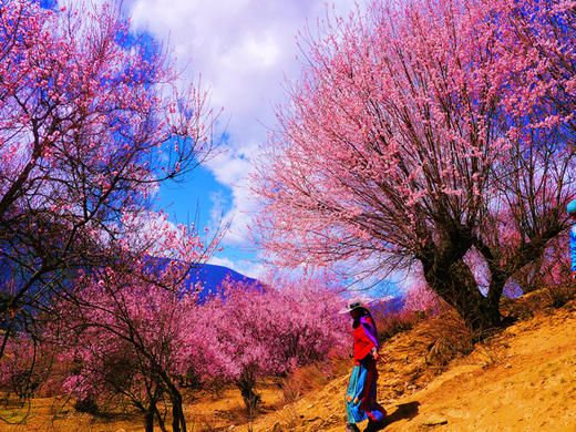 3.26出发【西藏】探寻桃花沟  索松村•波密桃花沟•拉萨摄影7-10天 商品图0