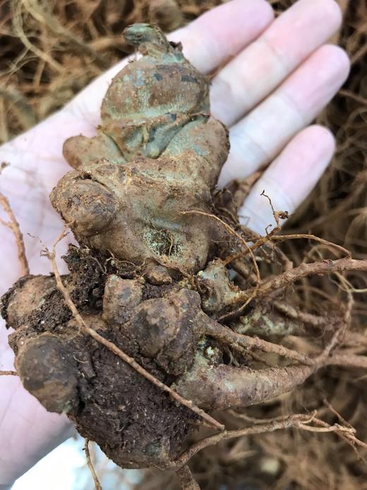 云南文山新鲜三七1斤装