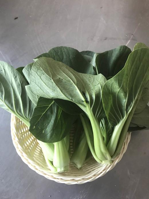 青菜 商品图0