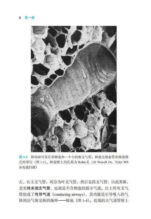 West呼吸生理学精要（第10版） 北医社 詹庆元 主译 商品图5