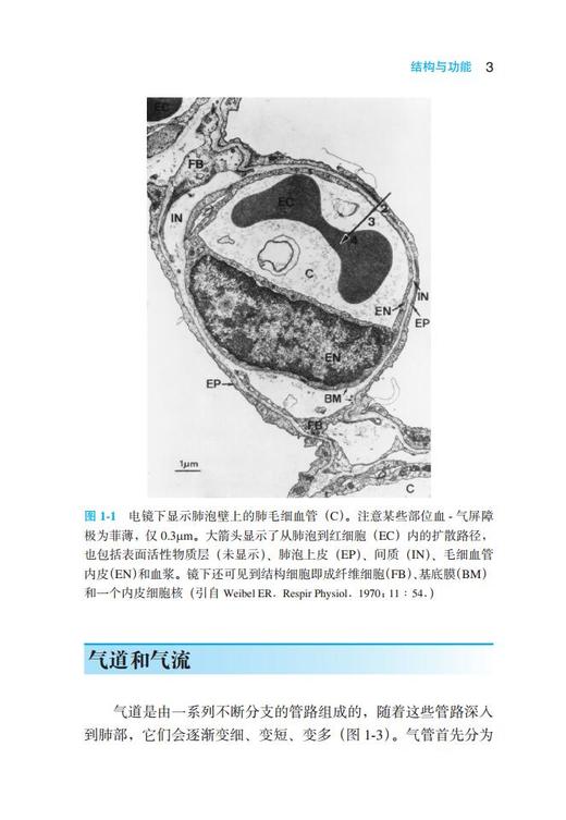 West呼吸生理学精要（第10版） 北医社 詹庆元 主译 商品图4