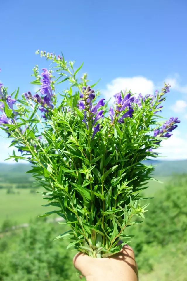 大興安嶺五種特產組合野生玫瑰茶金蓮花茶黃岑茶野生蔓越莓醬藍莓醬