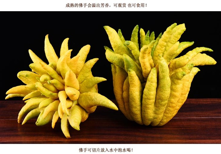 发顺丰云南特产西双版纳新鲜金佛手果中型果800g1200g摆放型果