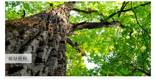 赠品俄罗斯黑蜂椴树雪蜜高寒2500米原始椴树林一年只收一次波美度43如