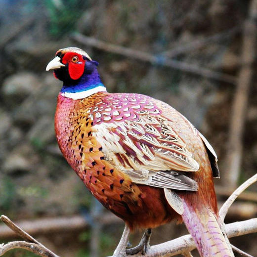 包邮 彩虹雨 七彩山鸡公鸡 有机农场谷物喂养 放养山鸡 750g左右