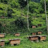 【老巢崖蜜】等蜂来天然蜂蜜 深山中蜂蜜 一年仅取一次的老巢土蜂蜜 来自深山的液体黄金 商品缩略图3