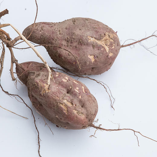 红薯 商品图0