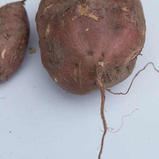 红薯 商品图1