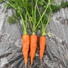 胡萝卜 商品缩略图2