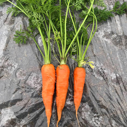 胡萝卜 商品图2