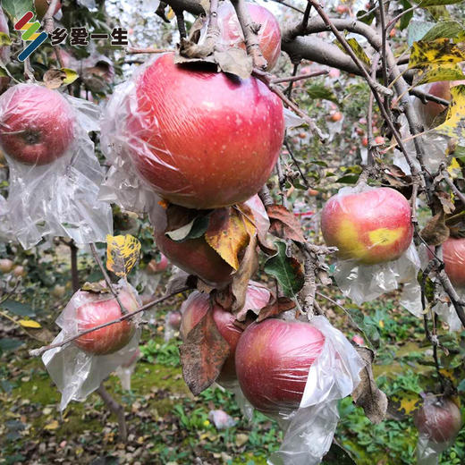 山西运城糖心丑苹果8斤装约1618个36元包邮