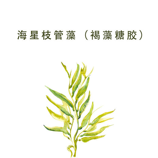 h-9 有机版本褐藻糖胶原料 又名海星枝管藻 wuli全能 精华质地适合