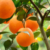 赣南脐橙10斤  纯甜不酸/美味多汁 现摘精选水果 京东/德邦快递发货 商品缩略图4