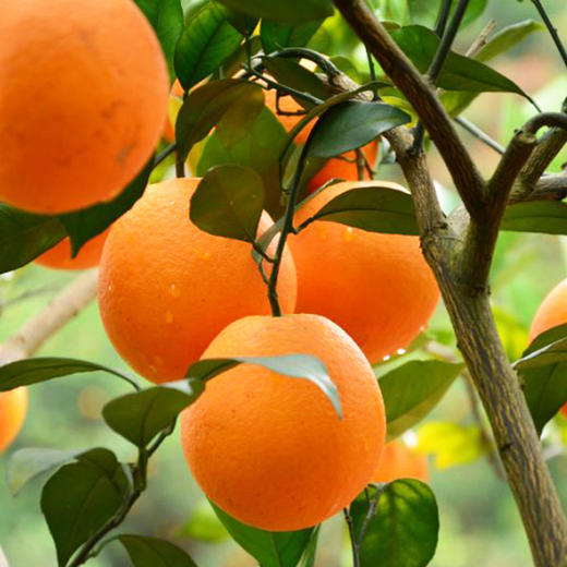赣南脐橙10斤  纯甜不酸/美味多汁 现摘精选水果 京东/德邦快递发货 商品图4