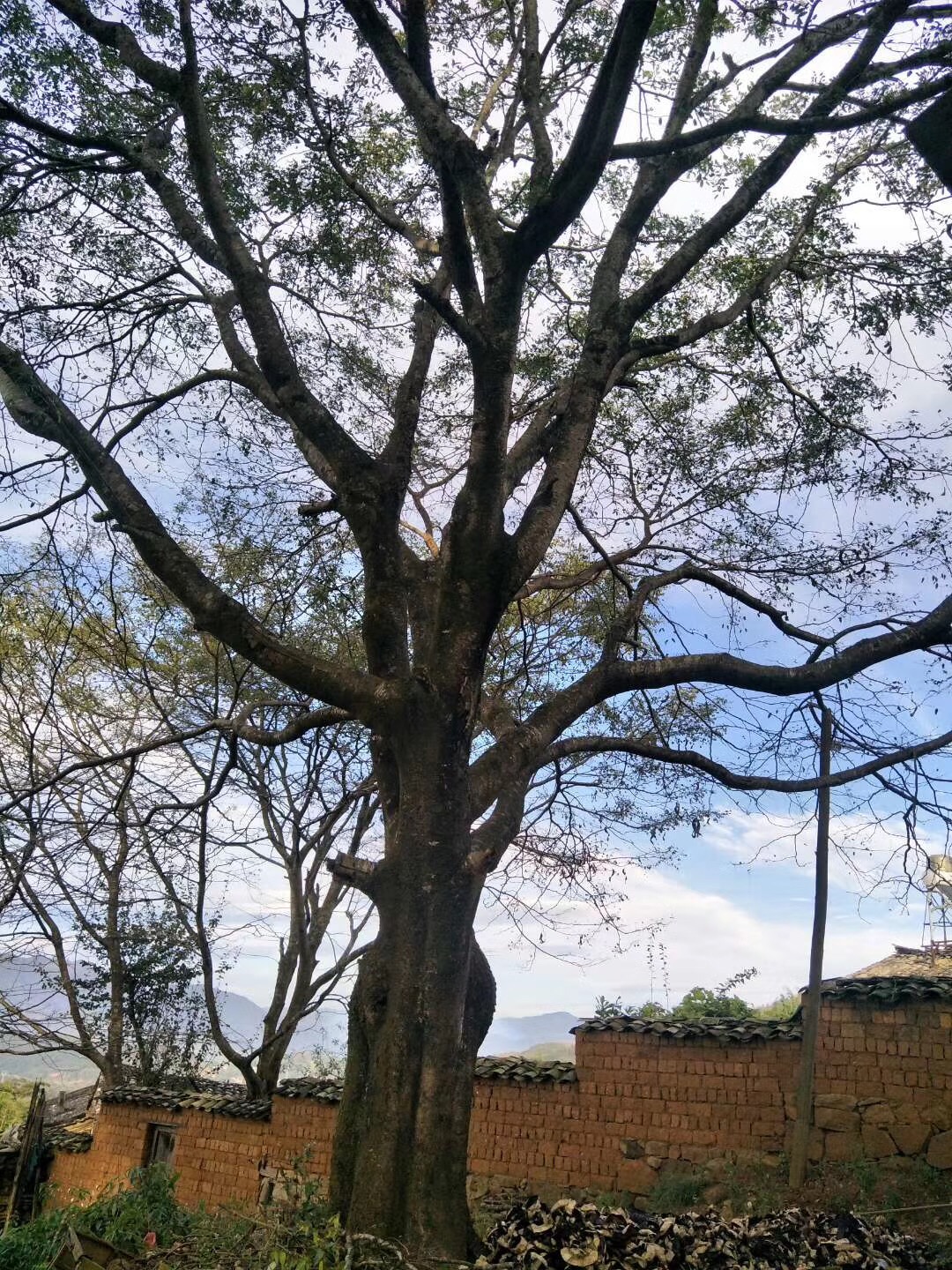 野生天然单荚皂角米大片薄片雪莲子120g