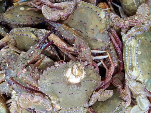 【海鲜精选】东山海鲜•活鲜黑蟹 壳硬肉满 堪称螃蟹届的肌肉男   多还少补 顺丰冷链配送 商品图2