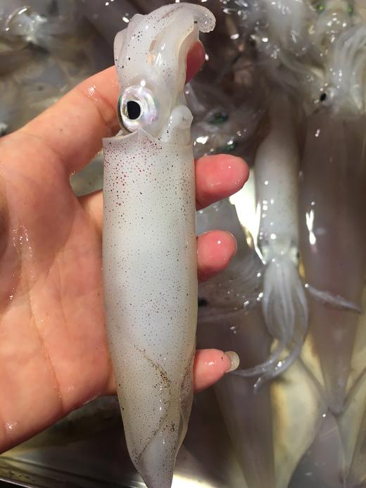 东山岛活冻灯照小管一口管福建省内满200包邮省外补拍运费差价