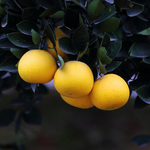 快抱第9年推荐老汪家胡柚 市面买不到的尖货 商品图2