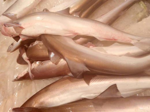 东山岛本港小鲨鱼肉福建省内满200包邮省外补拍运费差价