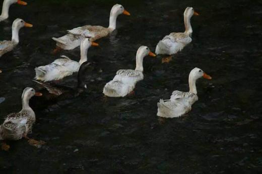 蚂蚁兄弟山涧老鸭 2年 食林间百草 饮山中清泉 净重1斤8两以上（仅售江浙沪皖） 商品图1