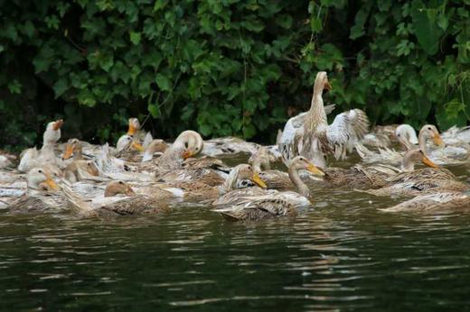 蚂蚁兄弟山涧老鸭 2年 食林间百草 饮山中清泉 净重1斤8两以上（仅售江浙沪皖） 商品图3