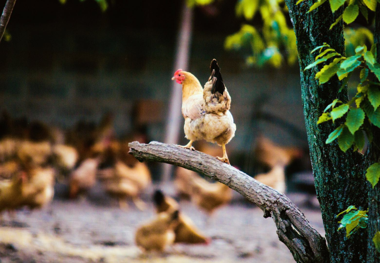 九华山山林老母鸡（500天散养）